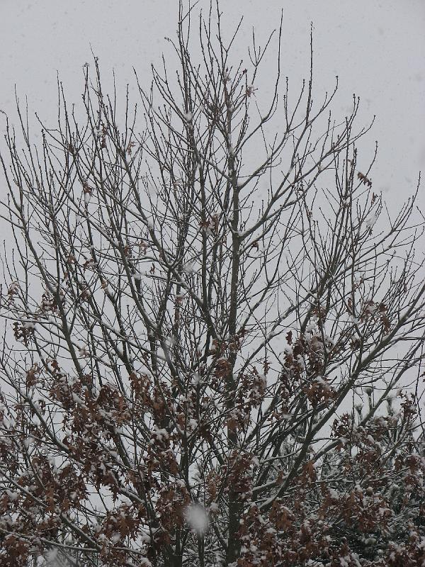 2008-12-07_First_Snow 073.jpg